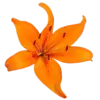 Стикер 20 Orange