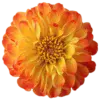 Стикер 23 Orange