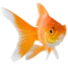 Стикер 59 Orange