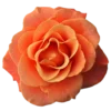 Стикер 22 Orange