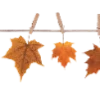 Стикер 53 🍁🍂🍂🍂🍂🍂