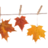 Стикер 54 🍁🍂🍂🍂🍂🍂