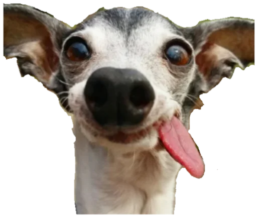 🐶 Стикер «Интересные» для Telegram