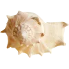 Стикер 14 Peachshell