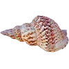 Стикер 15 Peachshell