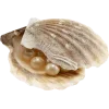 Стикер 13 Peachshell
