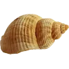 Стикер 12 Peachshell