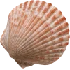 Стикер 11 Peachshell