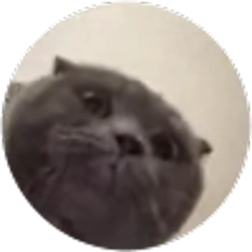 🎶 Эмодзи «Pedro Pack» для Telegram