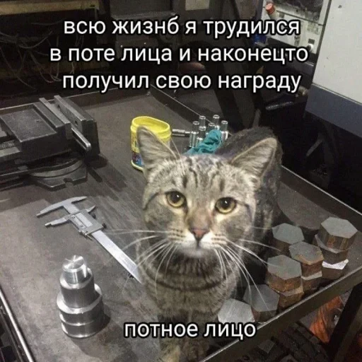 🤩 Стикер «Пэп» для Telegram