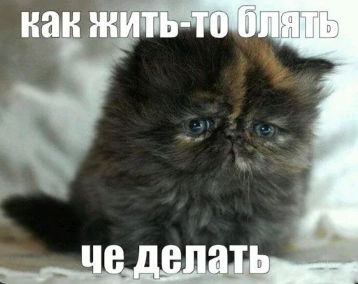 🤩 Стикер «Пэп» для Telegram