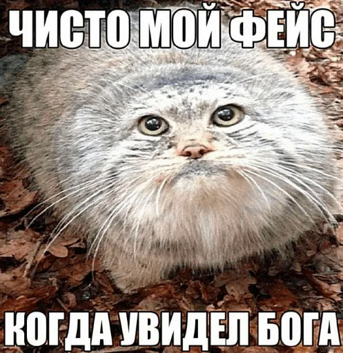 🤩 Стикер «Пэп» для Telegram