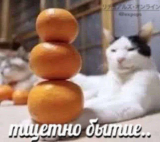 🤩 Стикер «Пэп» для Telegram