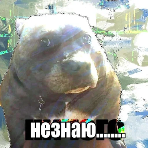 🤩 Стикер «Пэп» для Telegram