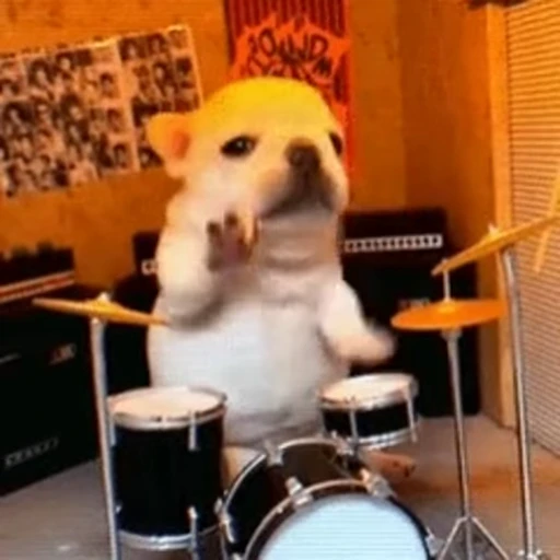 🥁 Стикер «I am Pibble» для Telegram