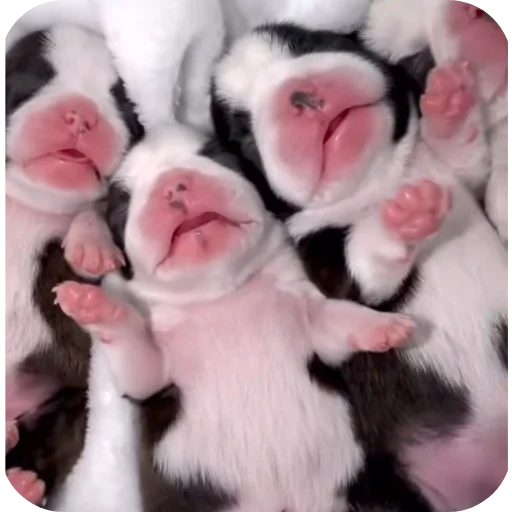 🐶 Стикер «Pibble» для Telegram