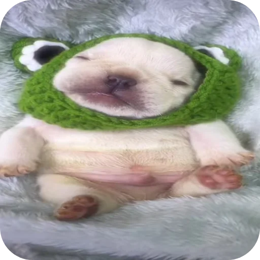 👍 Стикер «Pibble» для Telegram