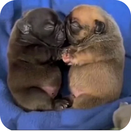 🤲 Стикер «Pibble» для Telegram