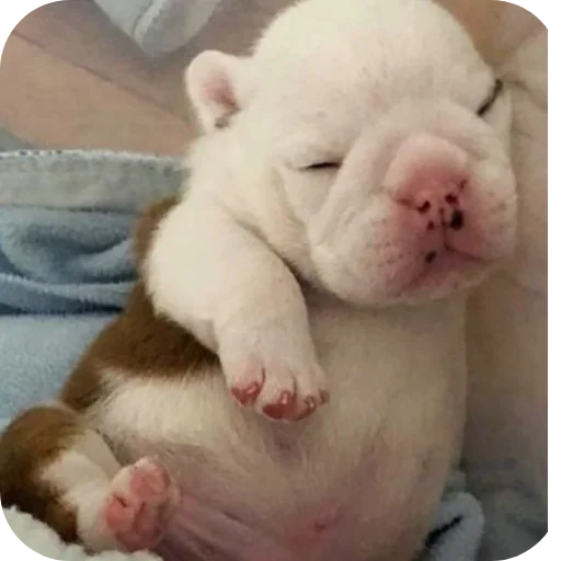 🤲 Стикер «Pibble» для Telegram