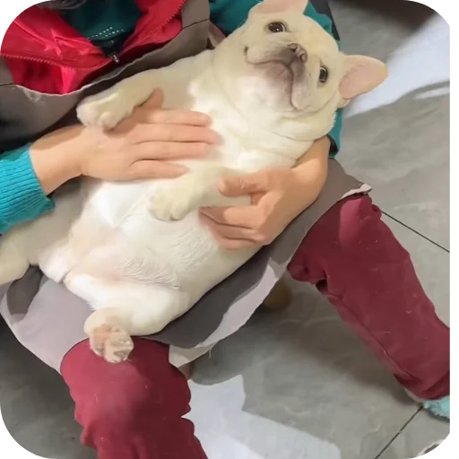 🍖 Стикер «Pibble» для Telegram
