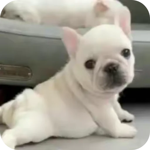 🐶 Стикер «Pibble» для Telegram
