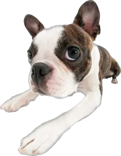 😯 Стикер «Pibble» для Telegram