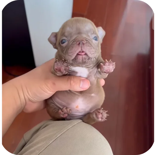 🐱 Стикер «Pibble» для Telegram