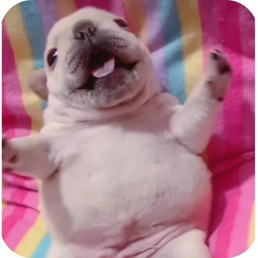🤲 Стикер «Pibble» для Telegram