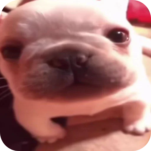 🤲 Стикер «Pibble» для Telegram