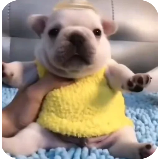 🐶 Стикер «Pibble» для Telegram