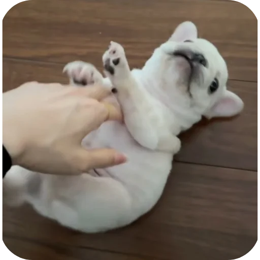 🐶 Стикер «Pibble» для Telegram