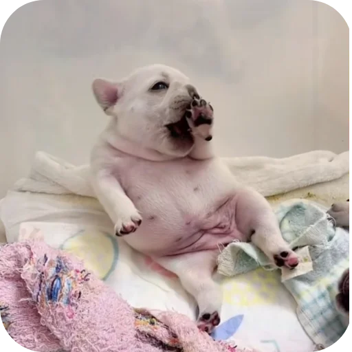 🐶 Стикер «Pibble» для Telegram