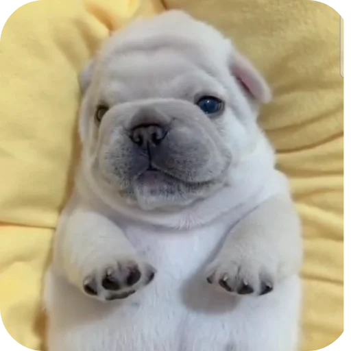 👍 Стикер «Pibble» для Telegram