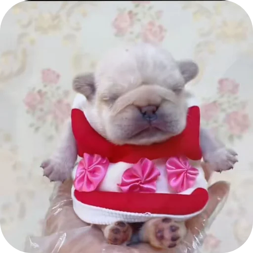 🐶 Стикер «Pibble» для Telegram