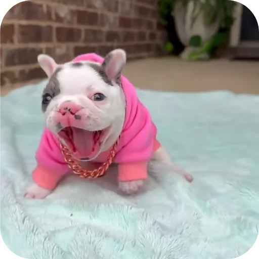 🐶 Стикер «Pibble» для Telegram