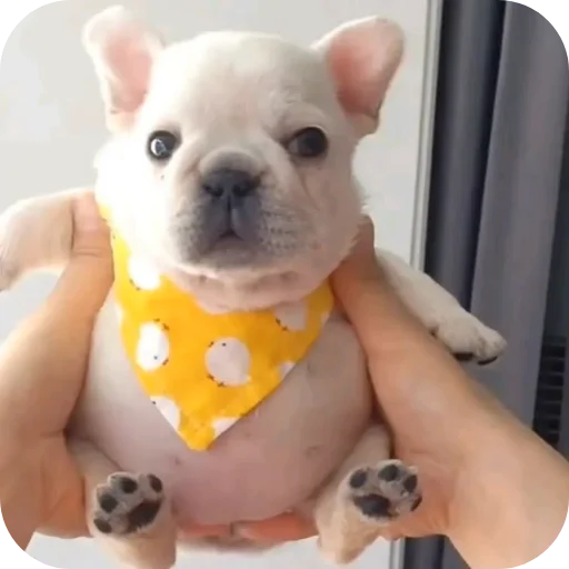 🐶 Стикер «Pibble» для Telegram
