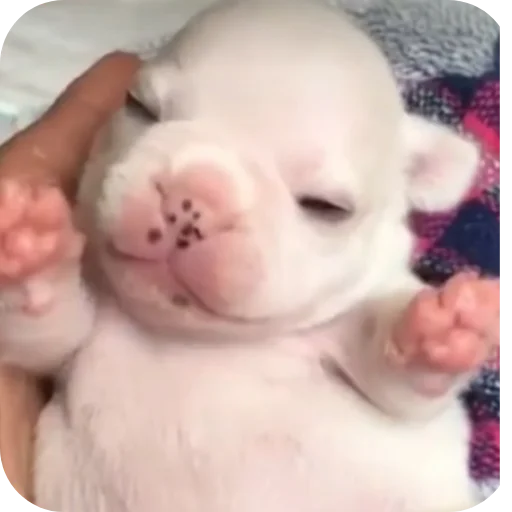 🤲 Стикер «Pibble» для Telegram