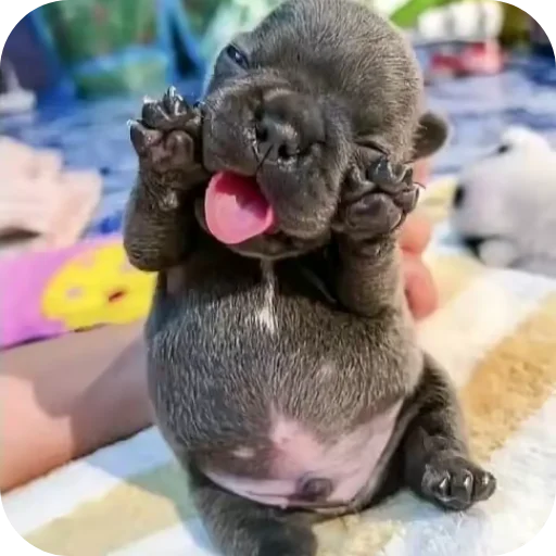 🐱 Стикер «Pibble» для Telegram
