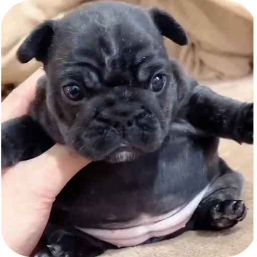 😘 Стикер «Pibble» для Telegram