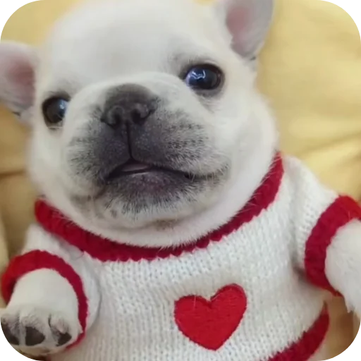 👍 Стикер «Pibble» для Telegram