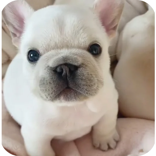 🤲 Стикер «Pibble» для Telegram