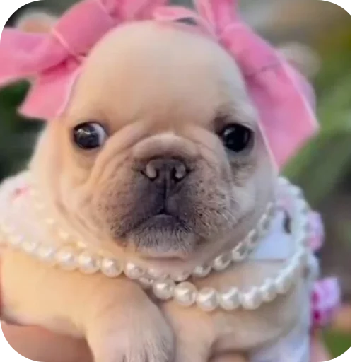 🤲 Стикер «Pibble» для Telegram