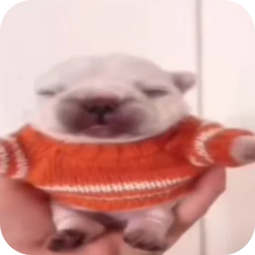 🤲 Стикер «Pibble» для Telegram