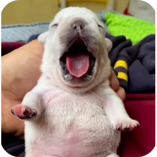 🐶 Стикер «Pibble» для Telegram