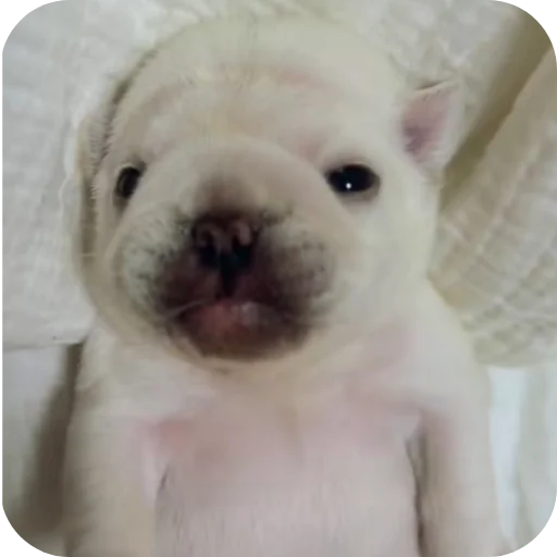 🐶 Стикер «Pibble» для Telegram