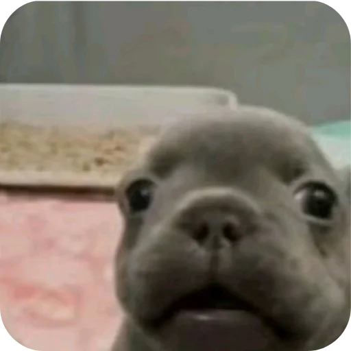 🐶 Стикер «Pibble» для Telegram