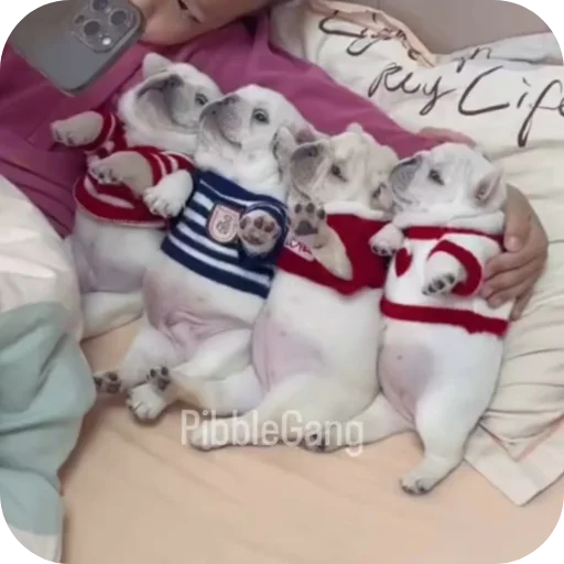 🤲 Стикер «Pibble» для Telegram