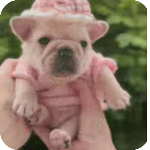 ✋ Стикер «Pibble» для Telegram