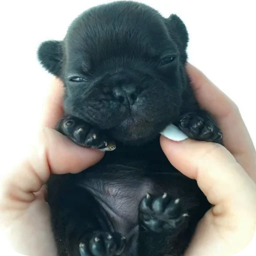 ✋ Стикер «Pibble» для Telegram