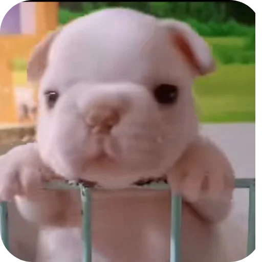 🤲 Стикер «Pibble» для Telegram